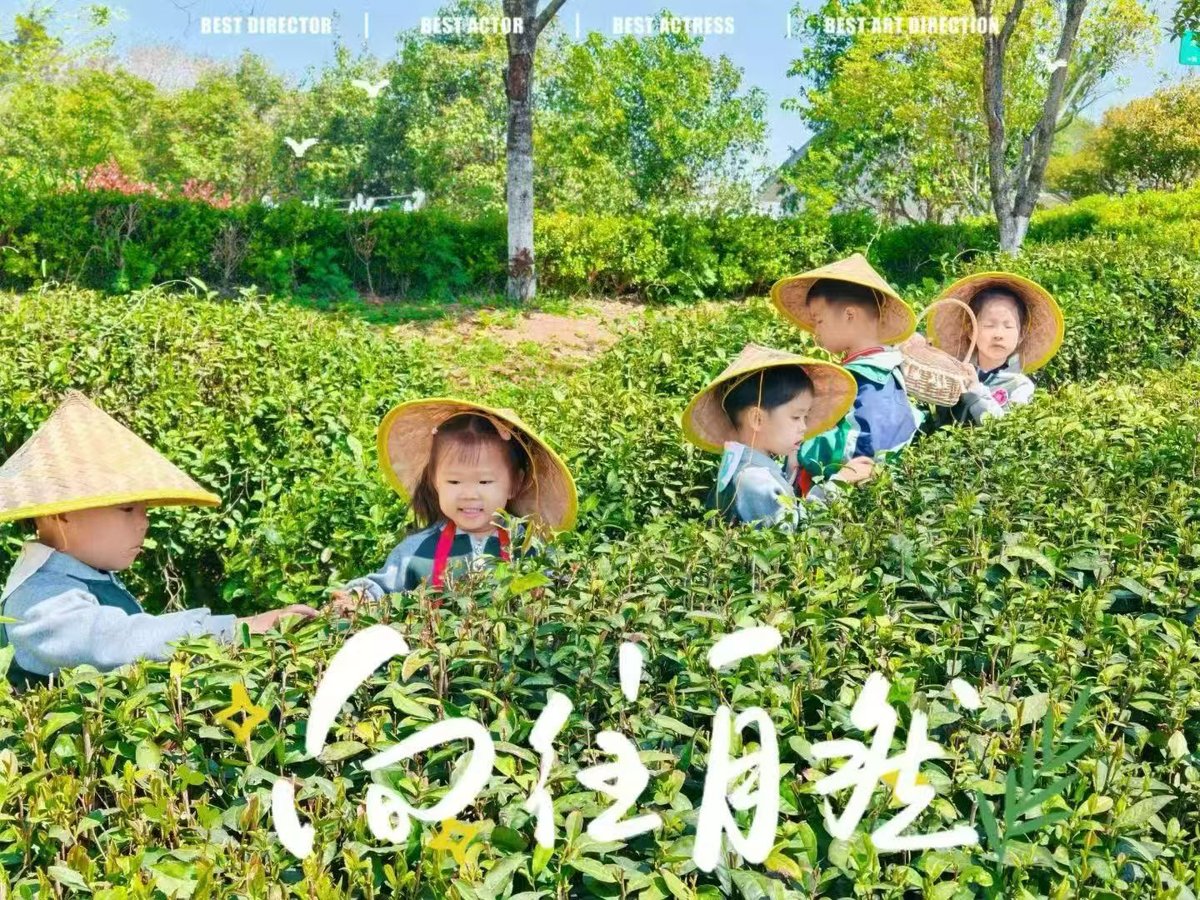 采茶体验